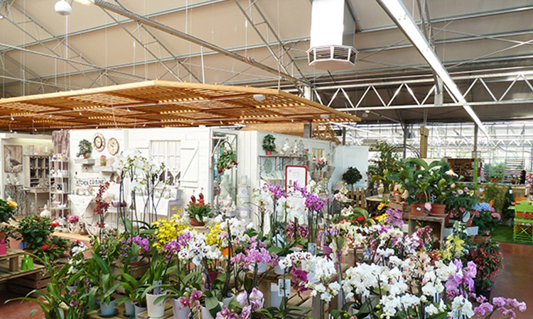 Ventilation des serres de plantation de fleurs