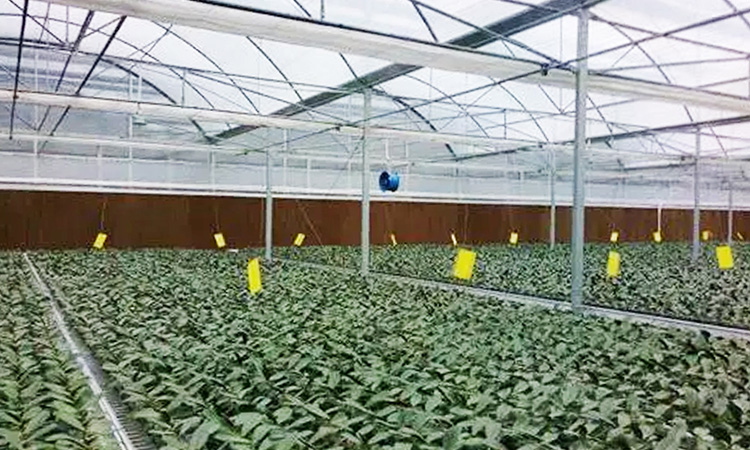 Cas de ventilation et de refroidissement des serres de légumes et de fruits