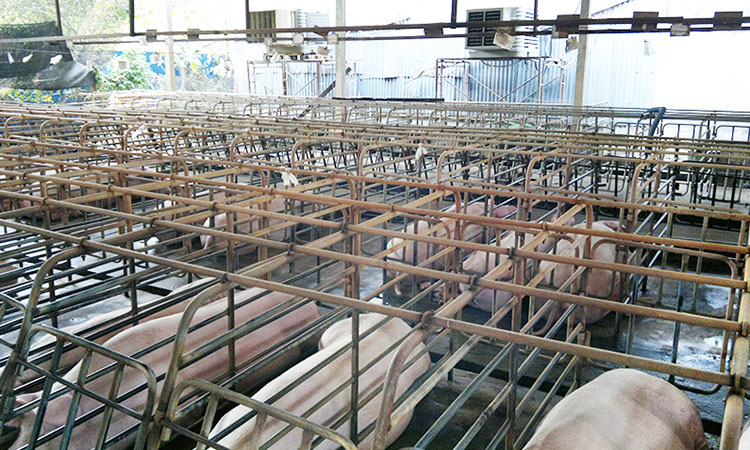 Élevage et plantation de fleurs Ventilation et refroidissement