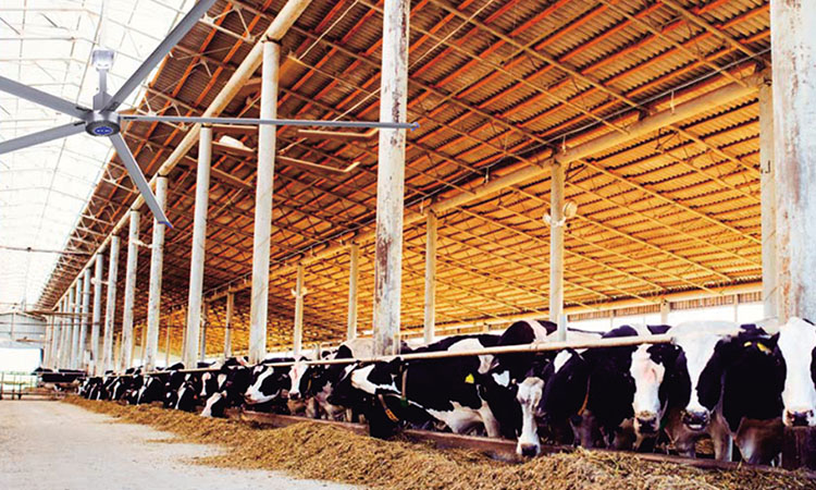 Ventilation et refroidissement des installations d'élevage et d'élevage bovin